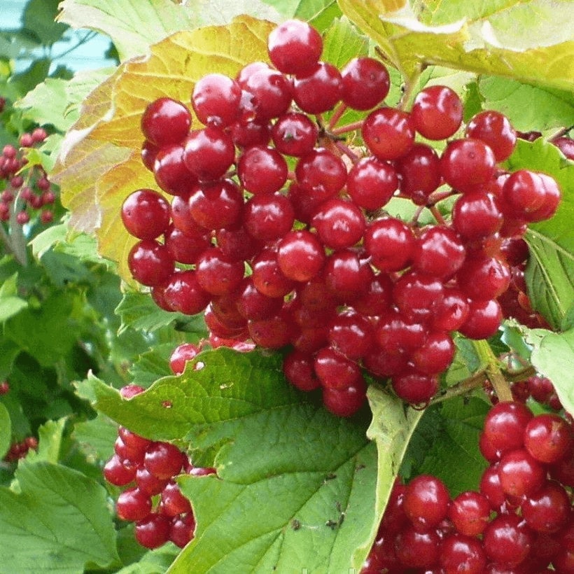Калиновые кусты Калиновые кусты