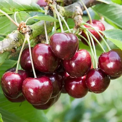 Черешня ОВСТУЖЕНКА в Мичуринске