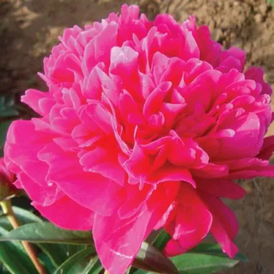 Пион РУБИНОВЫЙ СВЕТ травянистый в Мичуринске