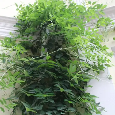 Глициния макростахия БЛЮ МУН в Мичуринске