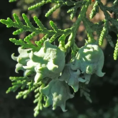 Туя восточная в Мичуринске