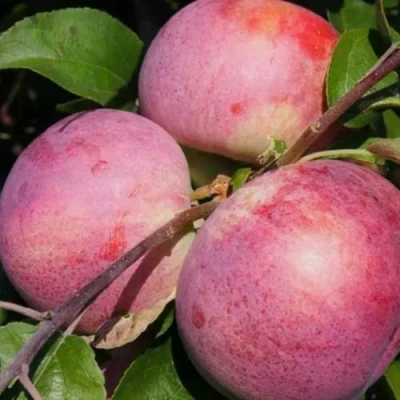 Яблоня БЕЛОРУССКОЕ МАЛИНОВОЕ в Мичуринске