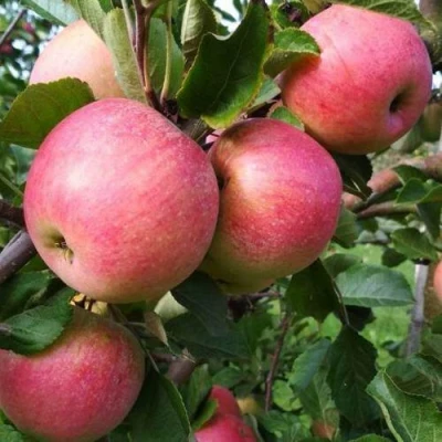 Яблоня ТЕРЕМОК в Мичуринске