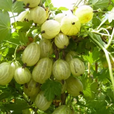 Крыжовник ИНВИКТА в Мичуринске
