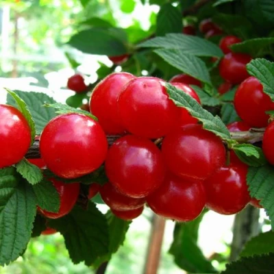 Вишня СКАЗКА войлочная в Мичуринске