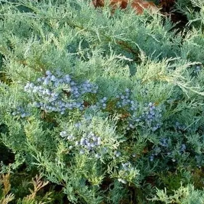 Можжевельник ГРЕЙ ОУЛ виргинский в Мичуринске