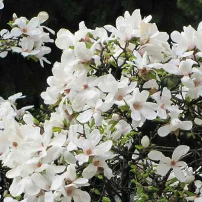 Магнолия КОБУС в Мичуринске