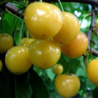 Черешня РОССОШАНСКАЯ ЗОЛОТАЯ в Мичуринске