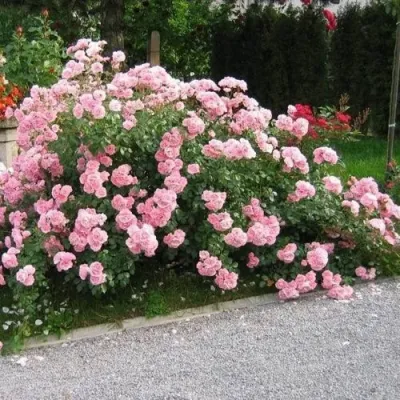 Роза БОНИКА флорибунда в Мичуринске