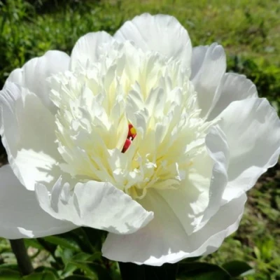 Пион ИММАКУЛИ травянистый в Мичуринске