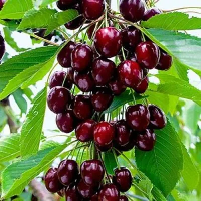 Черешня ОЛЕНЬКА в Мичуринске