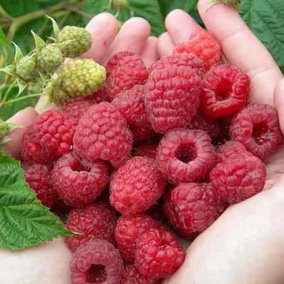 Малина МОЛЛИНГ ДЖУНО в Мичуринске