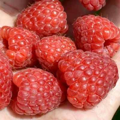 Малина ХЕРИТЕЙДЖ в Мичуринске