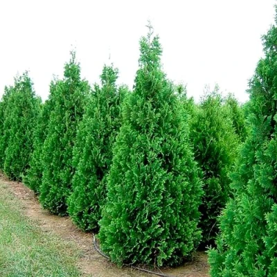 Туя СПИРАЛИС западная в Мичуринске