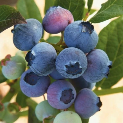 Голубика ОСОРНО в Мичуринске