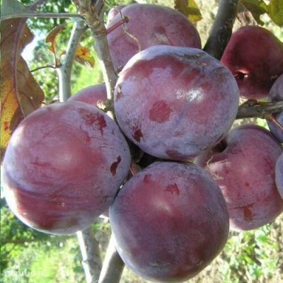 Слива ЛАМА в Мичуринске