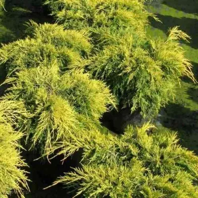 Можжевельник КИНГ ОФ СПРИНГ средний в Мичуринске