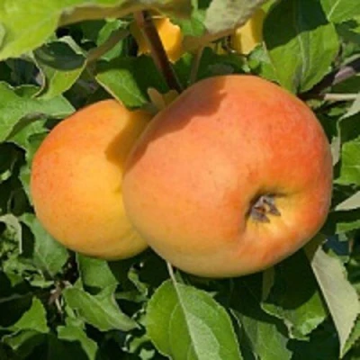 Яблоня АНТОНОВКА ЗОЛОТАЯ в Мичуринске