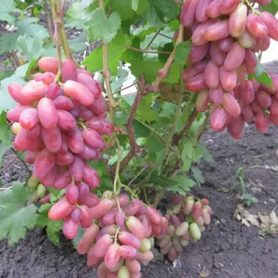 Виноград ЮЛИАН в Мичуринске