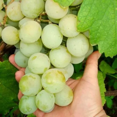 Виноград КЕША МУСКАТ в Мичуринске