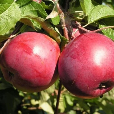 Яблоня ДАРУНАК в Мичуринске