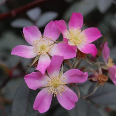 Саженцы роз сизая в Мичуринске