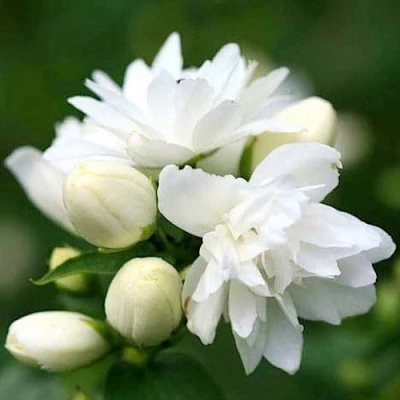 Жасмин ШНЕЕШТРУМ в Мичуринске