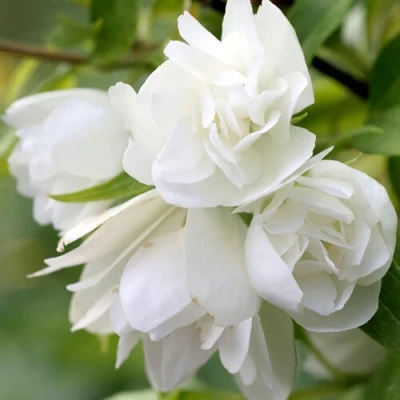 Жасмин МАНТО Д’ЭРМИН в Мичуринске