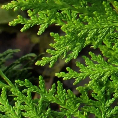 Туя восточная в Мичуринске