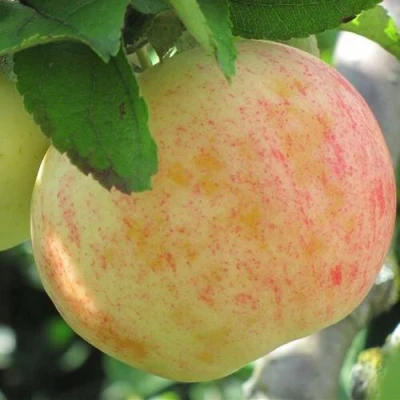 Яблоня ЛЕТНЕЕ СЛАДКОЕ в Мичуринске