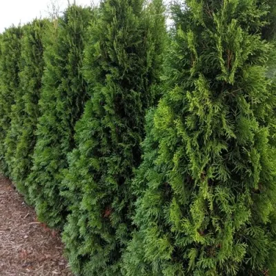 Туя ПИРАМИДАЛИС КОМПАКТА западная в Мичуринске