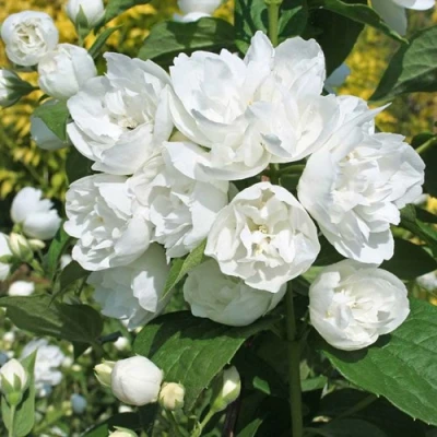 Жасмин махровый в Мичуринске