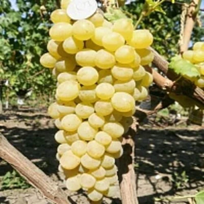Виноград КИШМИШ ЗОЛОТЦЕ в Мичуринске