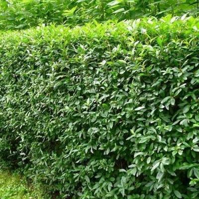 Бирючина обыкновенная в Мичуринске