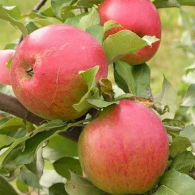 Яблоня АУКСИС в Мичуринске