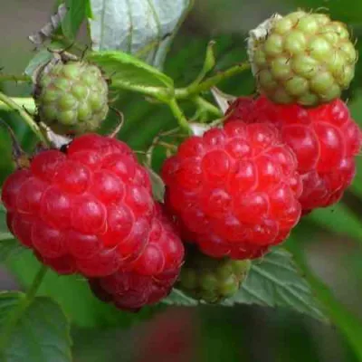 Малина СОЛНЫШКО в Мичуринске