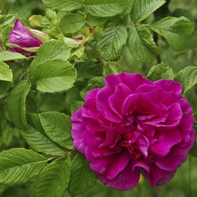 Шиповник ХАНСА в Мичуринске