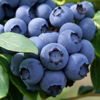 Голубика СПАРТАН в Мичуринске