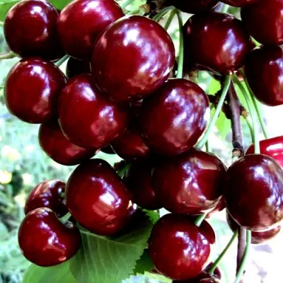 Черешня ОЛЕНЬКА в Мичуринске