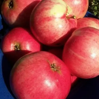 Яблоня СУЙСЛЕПСКОЕ (МАЛИНОВКА) в Мичуринске