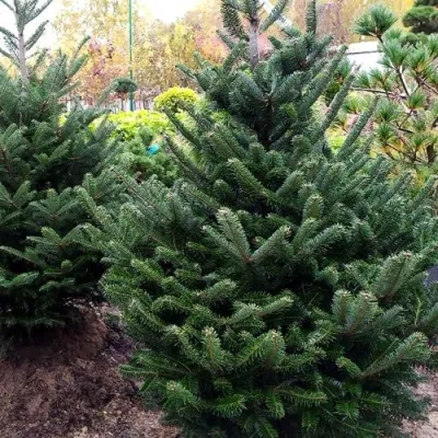 Пихта ФРАЗЕРА в Мичуринске