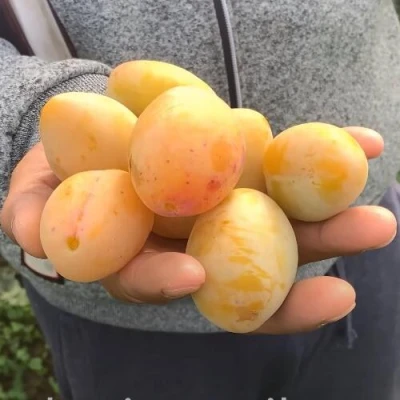 Слива ЯХОНТОВАЯ в Мичуринске