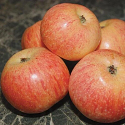 Яблоня КОНФЕТНОЕ в Мичуринске