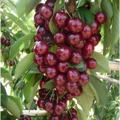 Вишня КОРОЛЕВА колонновидная в Мичуринске