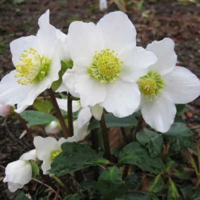 Морозник ЧЕРНЫЙ в Мичуринске