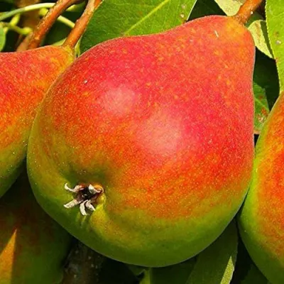 Груша ГЕРА в Мичуринске