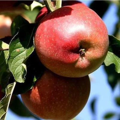 Яблоня АНТЕЙ КИЕВСКИЙ колонновидная в Мичуринске