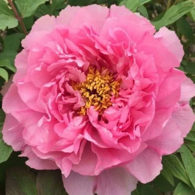 Пион РОЗОВЫЙ ЛОТОС древовидный в Мичуринске