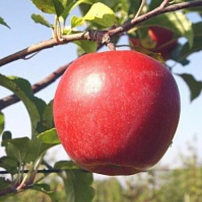 Яблоня ЛИГОЛ в Мичуринске