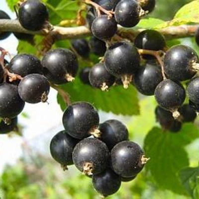 Смородина черная АЖУРНАЯ в Мичуринске